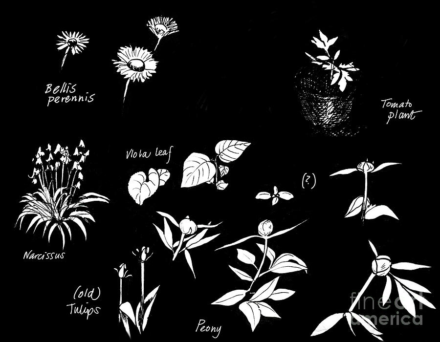 Plants On Black Painting