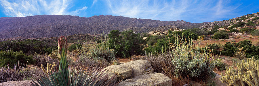 Plants On Landscape, Anza Borrego Photograph by Panoramic Images