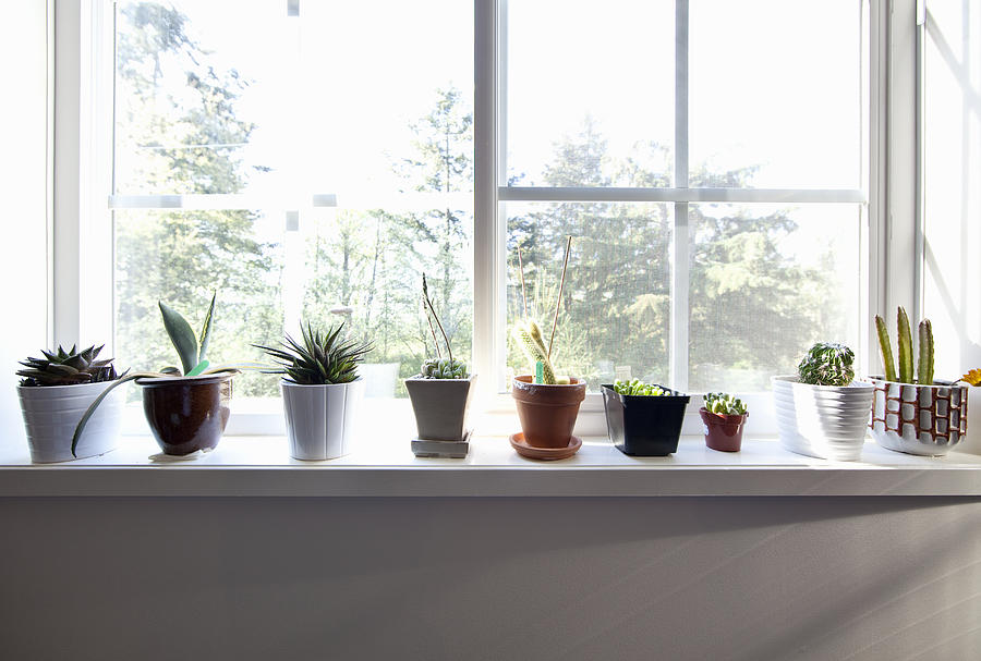 Plants sitting on window sill Photograph by Steven Errico