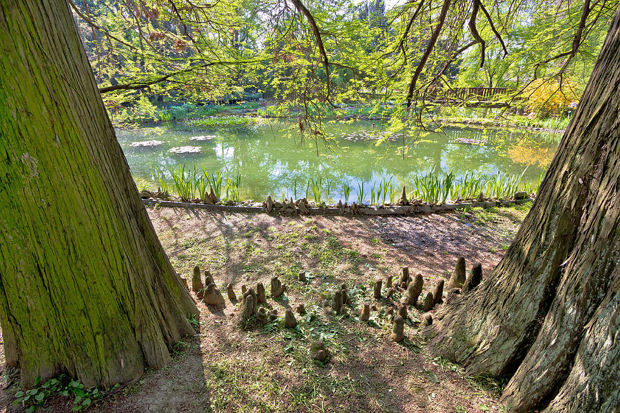 Plants Trees And Lake Of Zagreb Botanical Garden Photograph