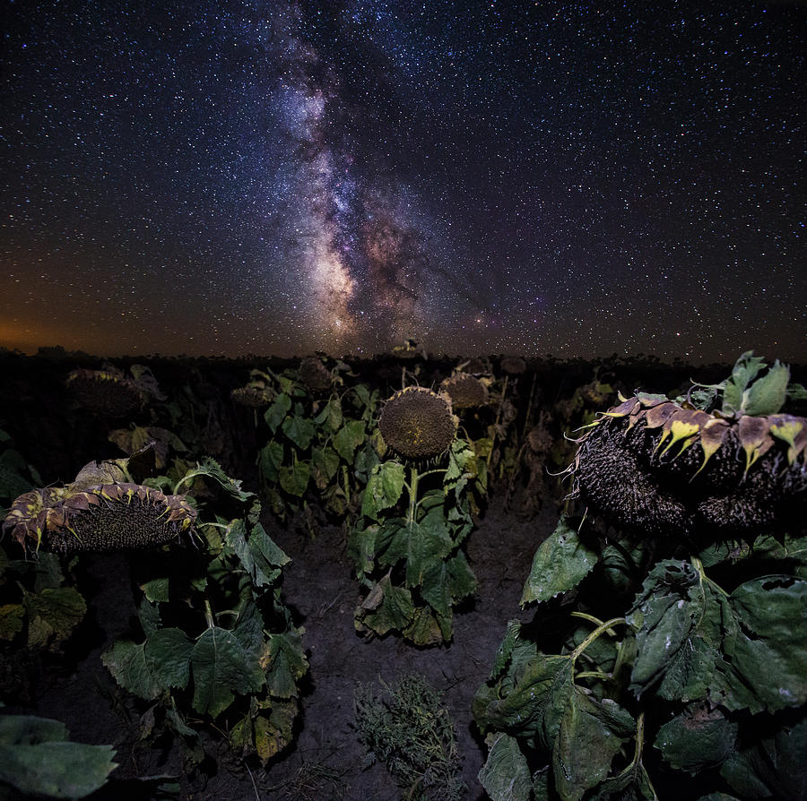 Plants Vs Milky Way Photograph