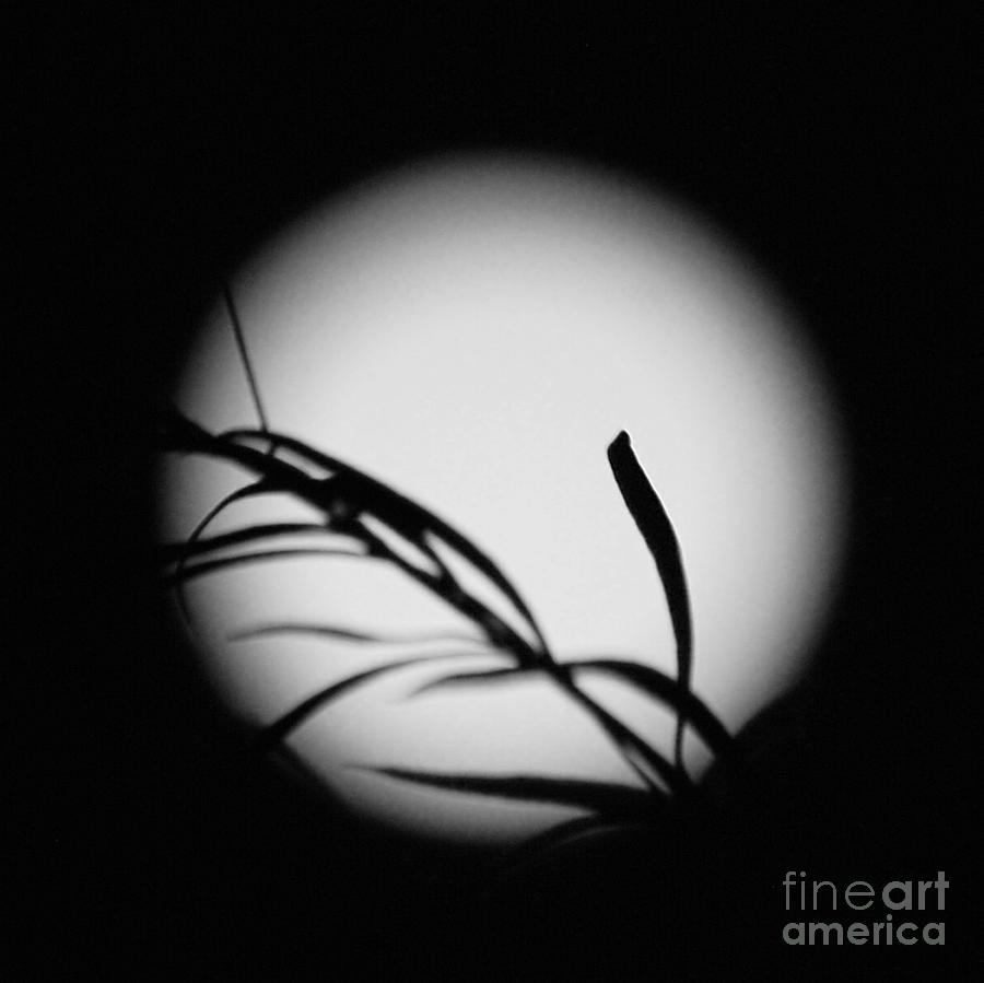 PlanTz EyE in BlacK and WhitE Photograph by Angela J Wright