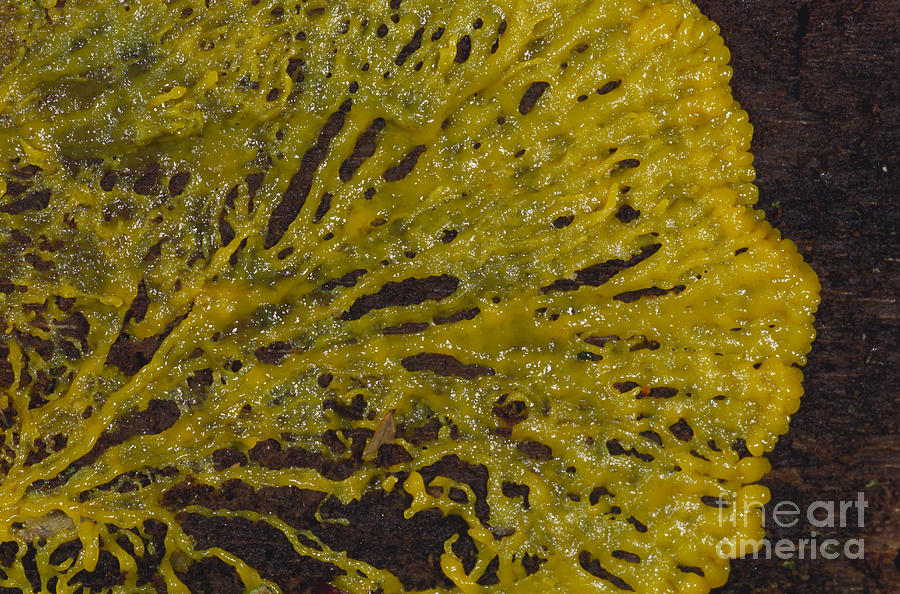 Plasmodial Slime Mold Photograph by Gregory G. Dimijian, M.D.