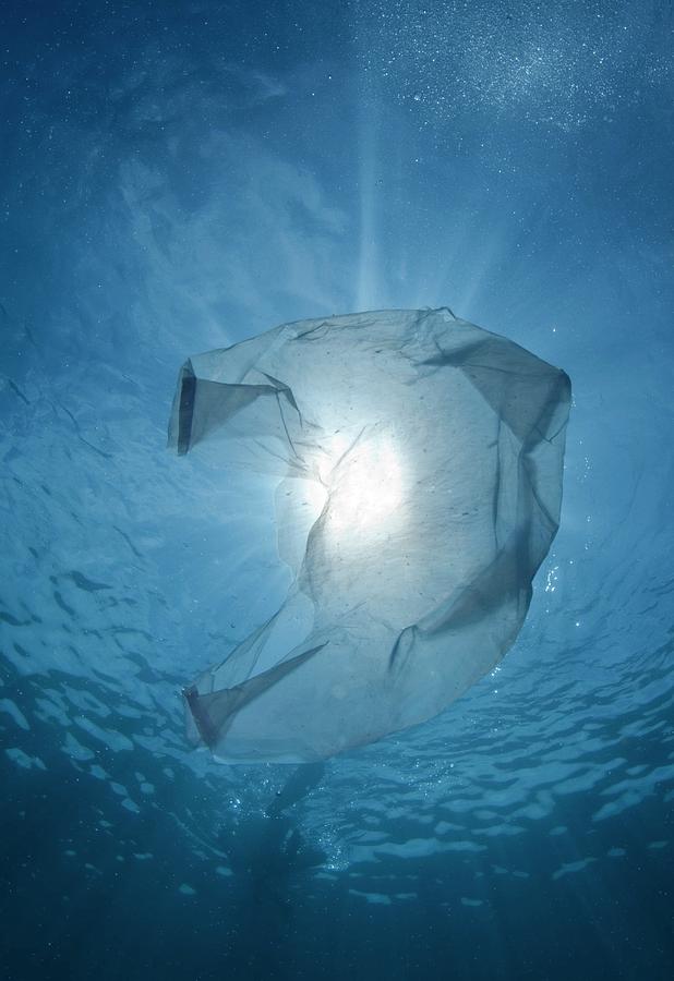 Plastic Bag In The Ocean Photograph by Scubazoo/science Photo Library
