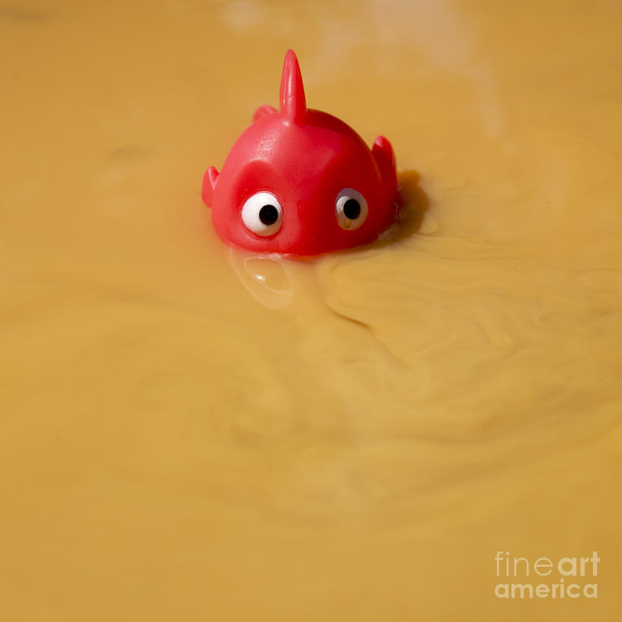 Toy Photograph - Plastic fish in some polluted water. by Bernard Jaubert