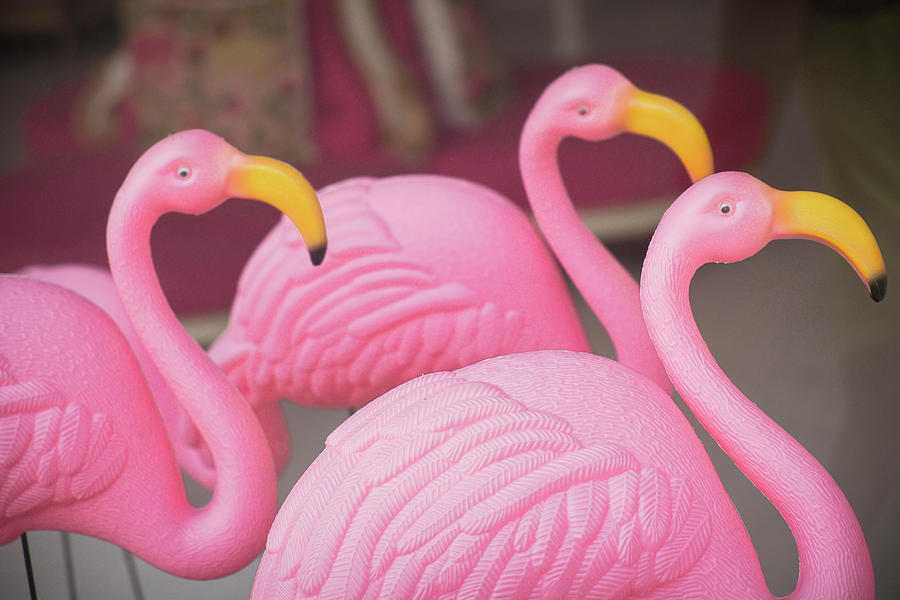Plastic Pink Flamingos Charleston Photograph By Julien Mcroberts