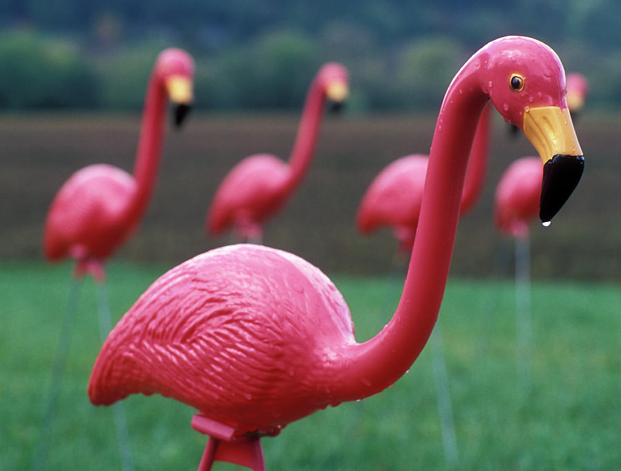 Pink flamingo  Pink flamingos, Flamingo pictures, Flamingo
