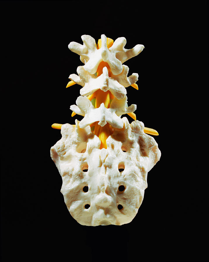 Plastic sacrum, coccyx and lumbar spine model, close-up, rear view Photograph by Silvia Otte