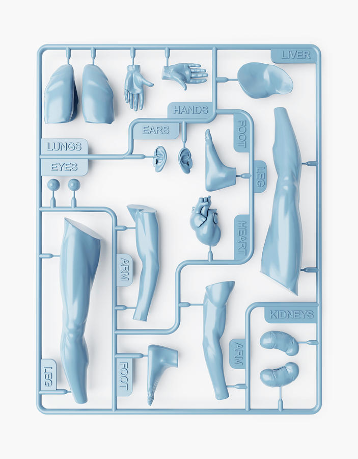 Plastic Sheet Of Removable Body Parts Photograph by Ikon Ikon Images