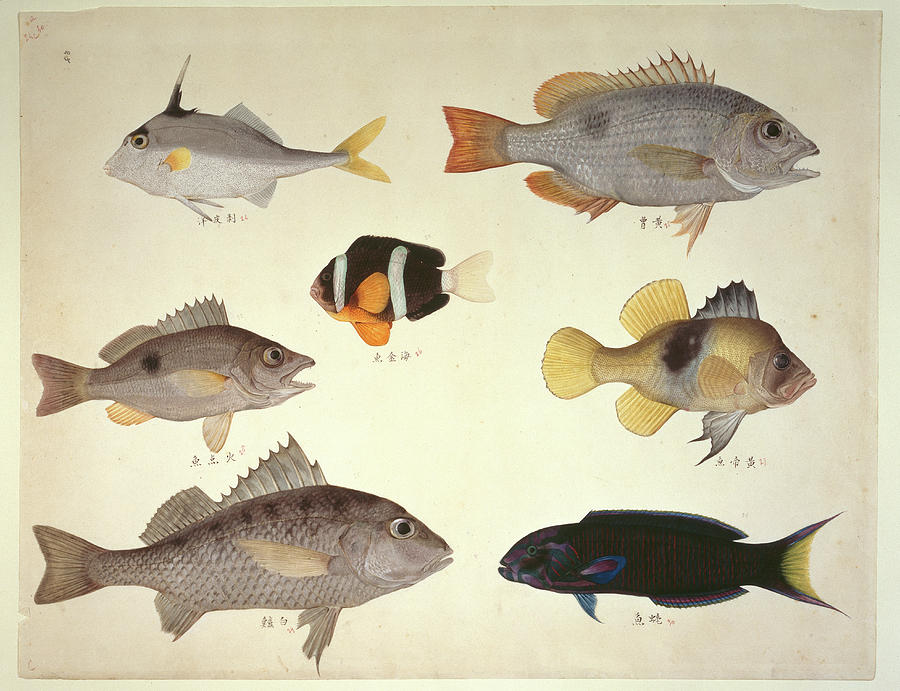 1800s Photograph - Plate 114: John Reeves Collection by Natural History Museum, London 1800s Photograph - Plate 114: John Reeves Collection by Natural History Museum, London