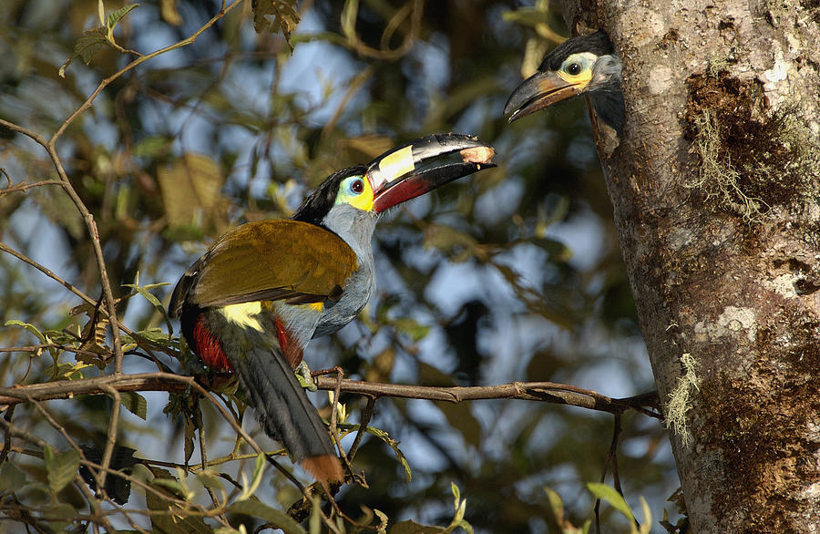 Plate-billed Mountain Toucan Feeding Photograph by Pete Oxford