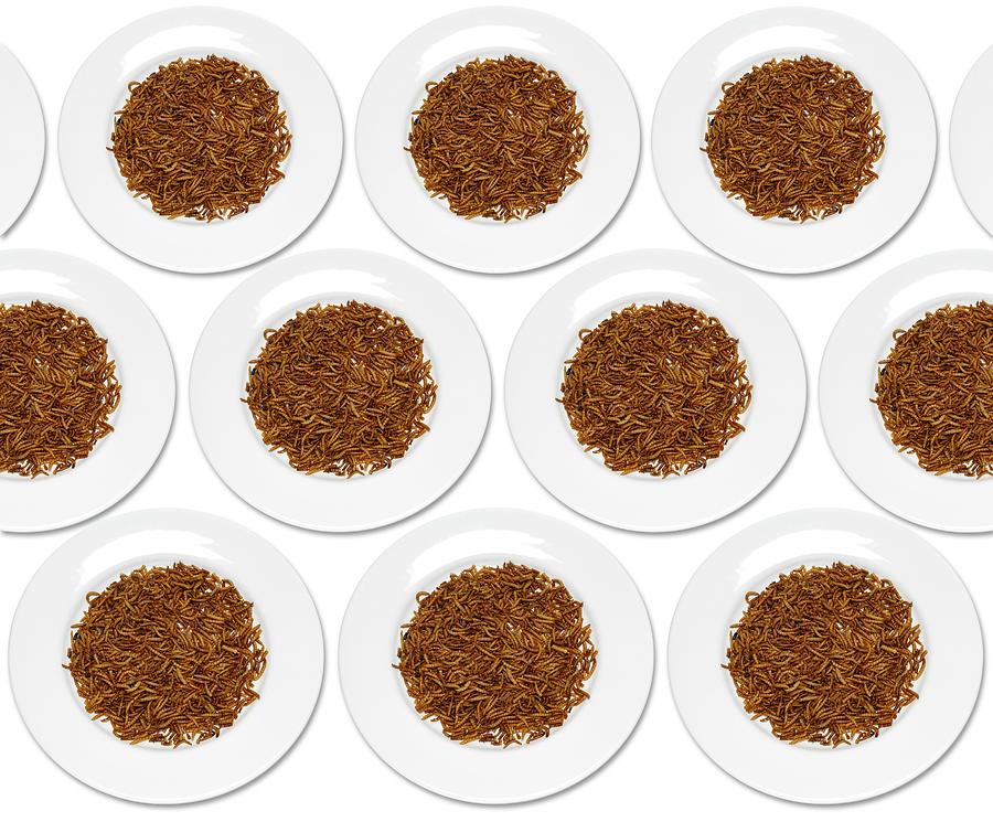 Plates Of Mealworm Photograph by Victor De Schwanberg