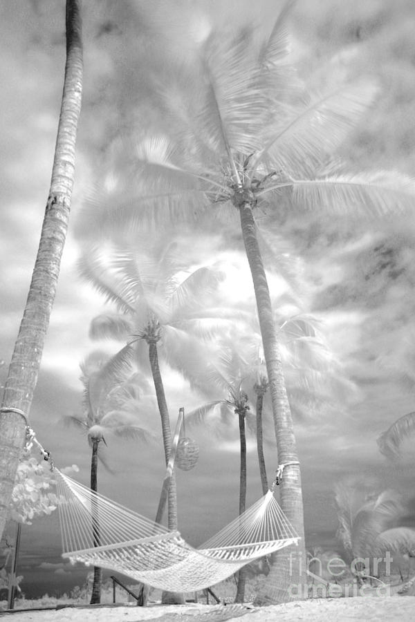 Black And White Photograph - Platinum Breeze by Dione Scotland Rivero
