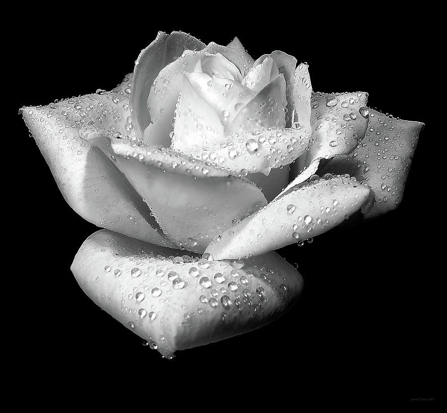 Platinum Rose Flower Photograph by Jennie Marie Schell
