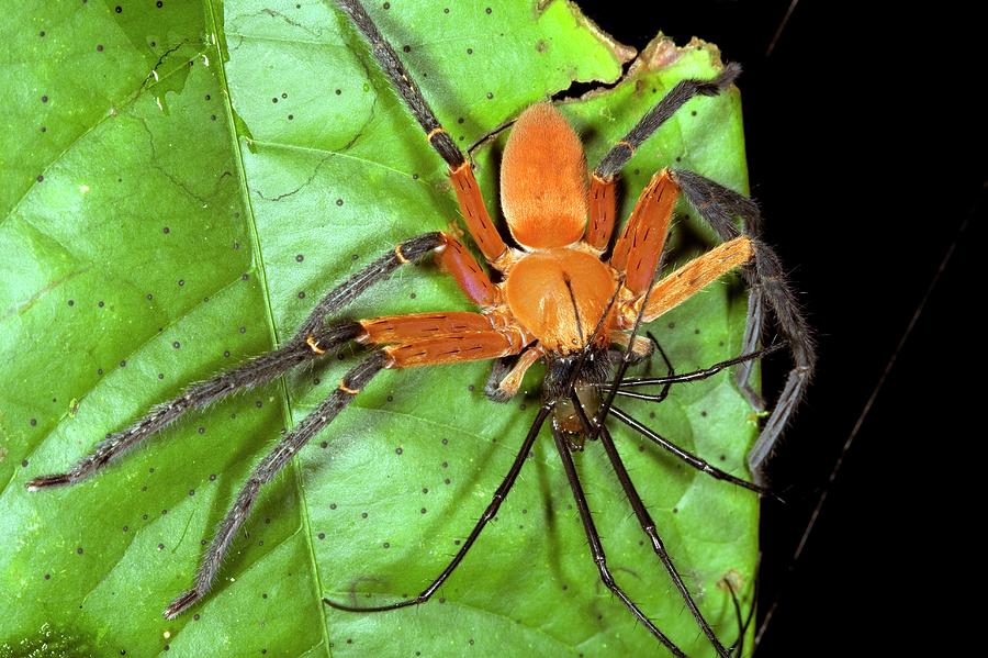 Platorid Crab Spider Feeding On A Spider Photograph by Dr Morley Read/science Photo Library