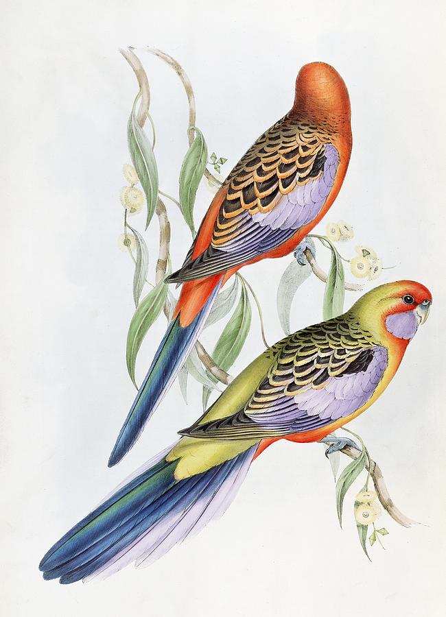 John Gould Painting - Platycercus Adelaidae from the Birds of Australia by John Gould