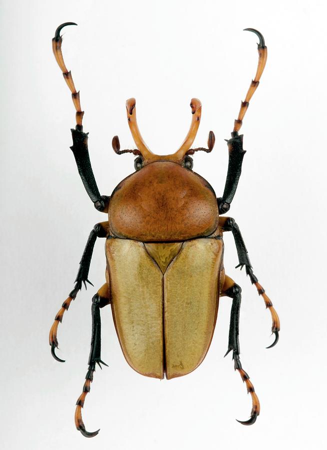 Platynocephalus Flower Beetle Photograph by Pascal Goetgheluck/science ...