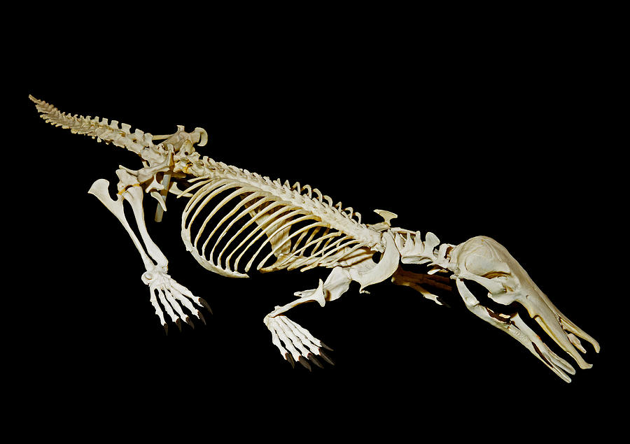 platypus skull labled