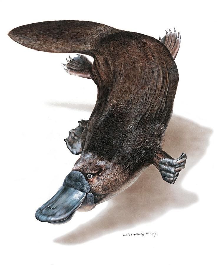 Platypus Painting by Ziya Eris Pixels