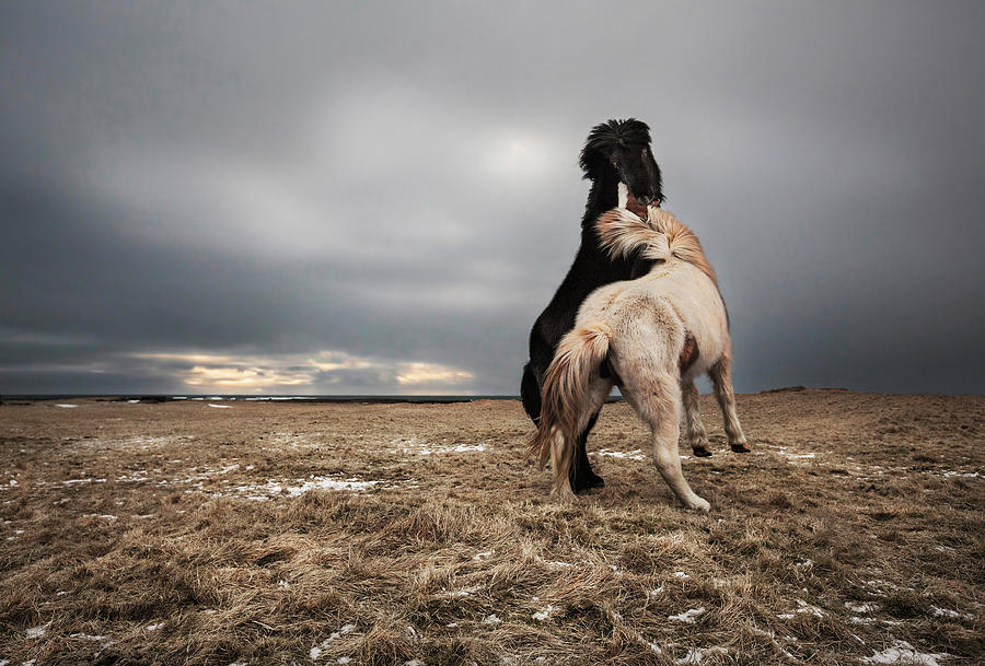 Animal Photograph - Play by Bragi Ingibergsson -