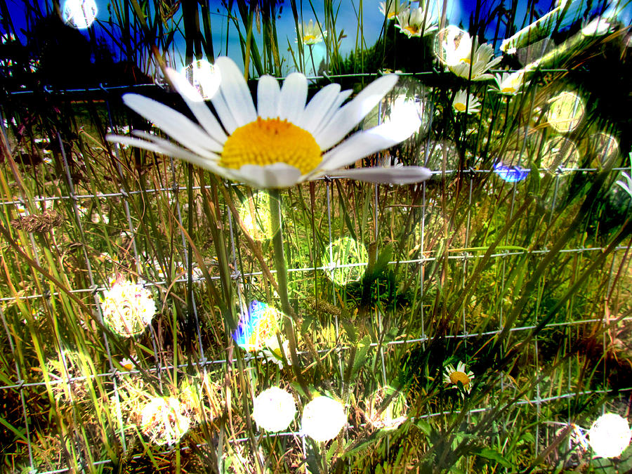 Play Of Light - Daisies Photograph by Marie Jamieson