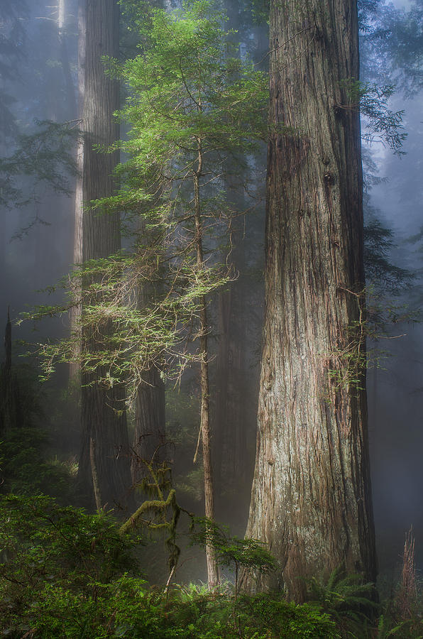 Play of Light among Redwoods Photograph by Greg Nyquist