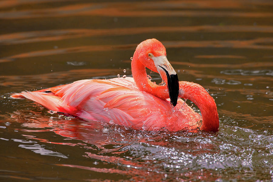 Flamingo Photograph - Play With Water by John Fan