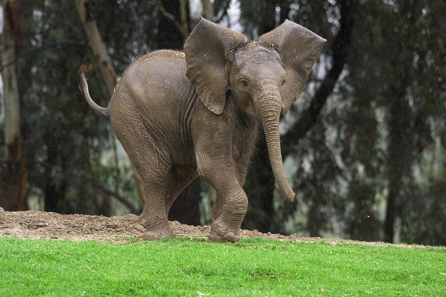 Playful African Elephant Calf Photograph by San Diego Zoo