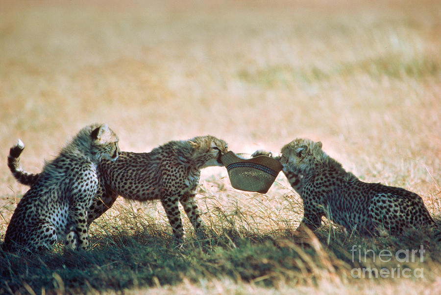 Playful Cheetah Cubs Acinonyx Jubatus Photograph by Gregory G. Dimijian, M.D.