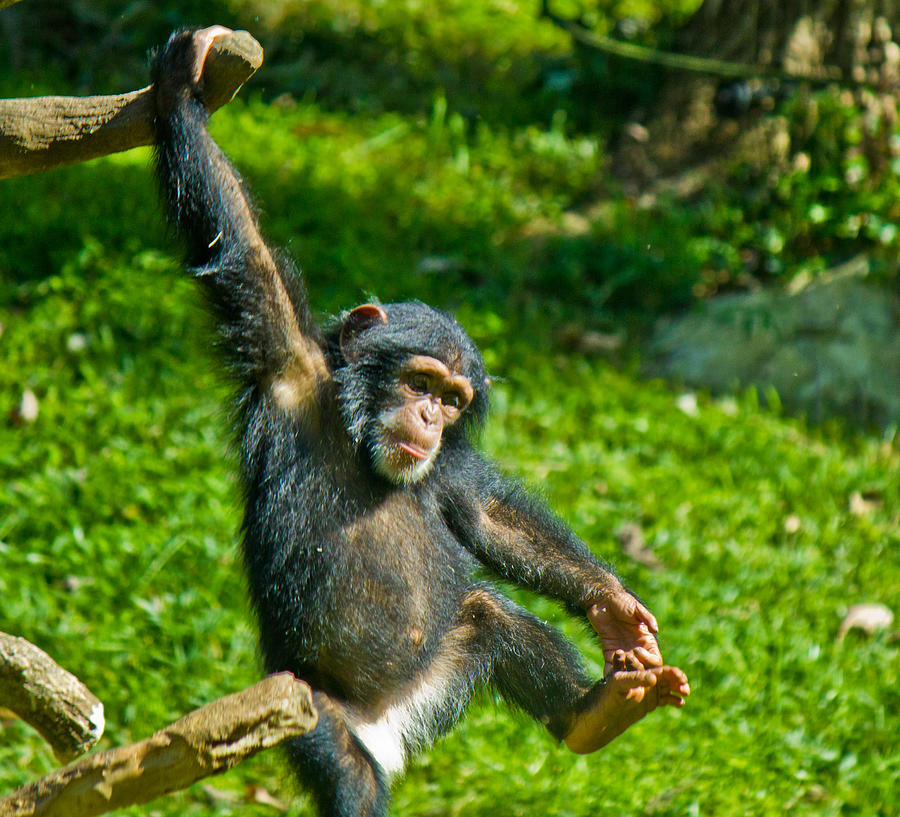 Playful Chimp Photograph by Jonny D