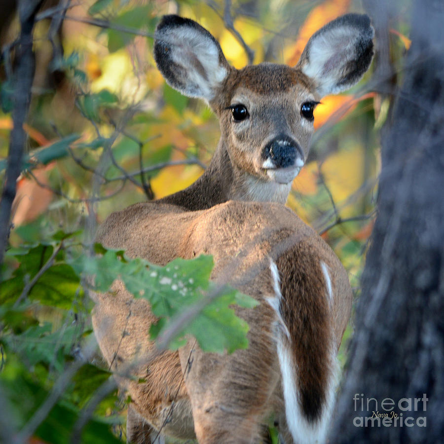 Nature Photograph - Playful Fawn Toddler by Nava Thompson