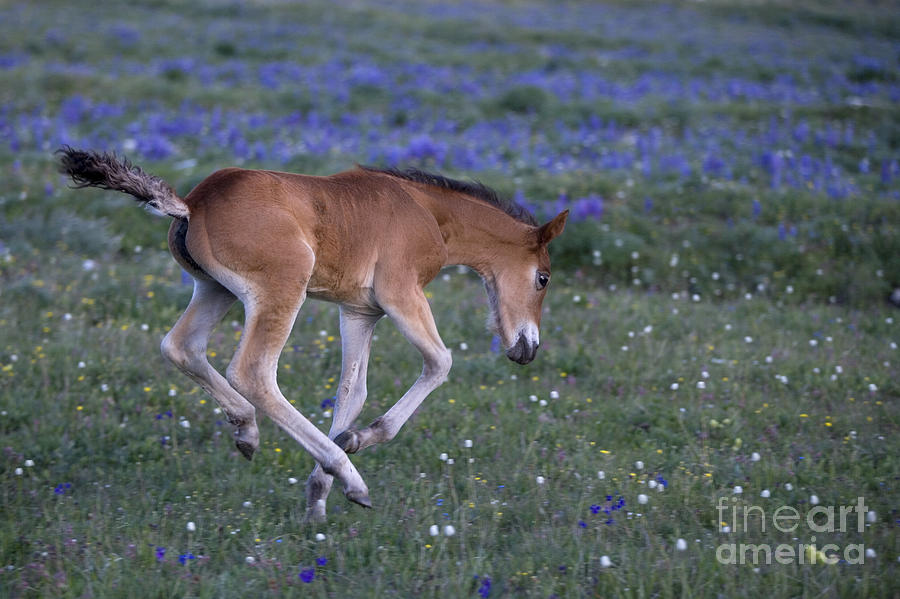 Horse Photograph - Playful Mustang Foal by Jean-Louis Klein and Marie-Luce Hubert