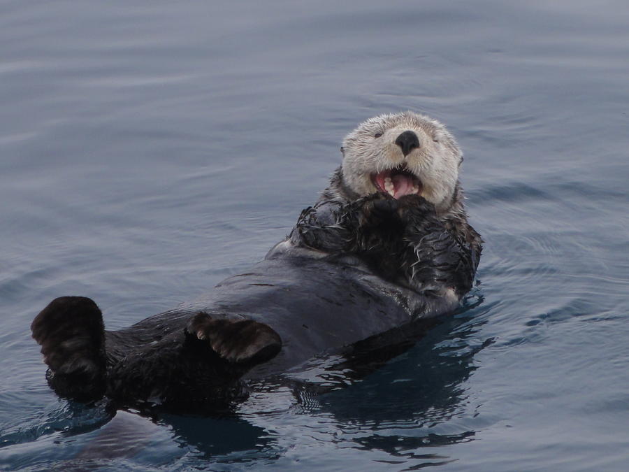 Playful Otter Photograph by Jesse Flaherty - Pixels