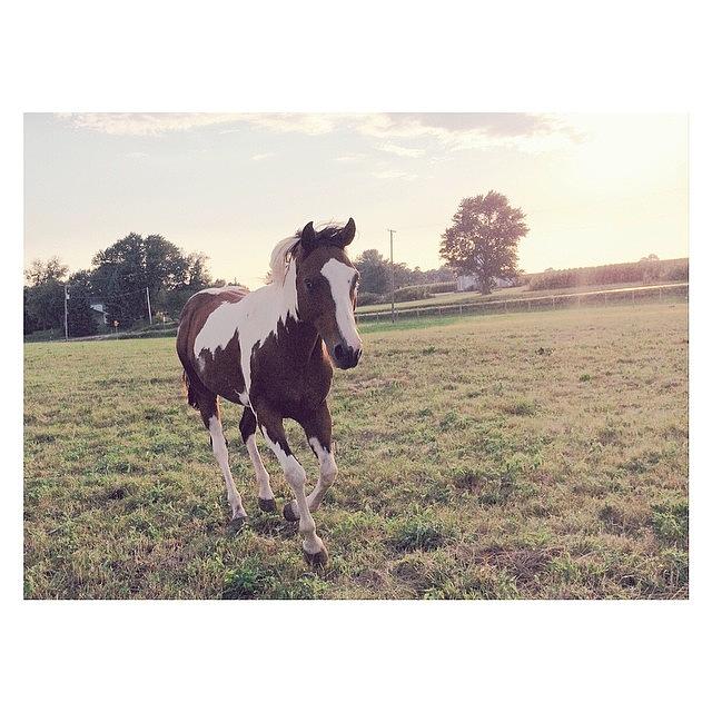 Horse Photograph - #playful  #pictapgo_app #horse by Marchellem Mosley