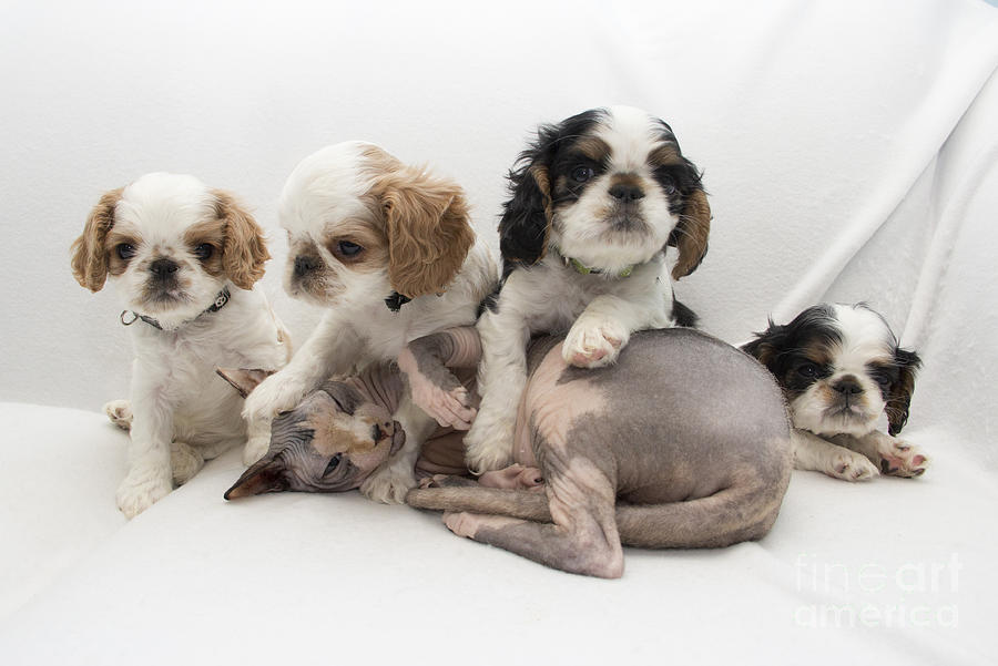 Playful Puppies Photograph by Jeannette Hunt