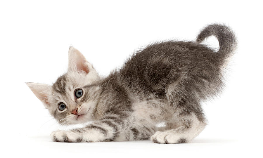 Playful Silver Tabby Kitten Photograph by Mark Taylor