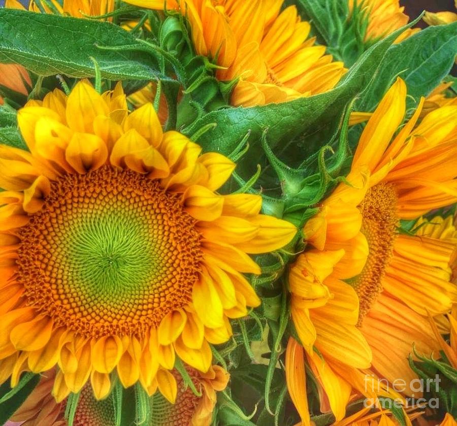 Playful Sun Flowers Photograph by Susan Garren