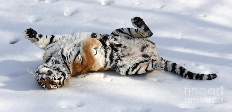 Playful Tiger Photograph by Tina Hailey