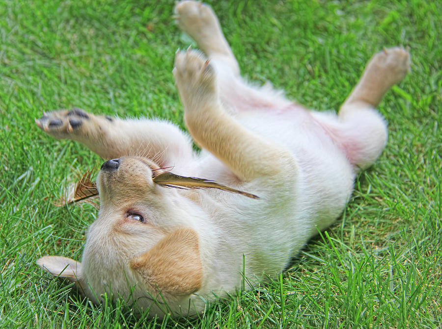Dog Photograph - Playful Yellow Labrador Retriever Puppy by Jennie Marie Schell