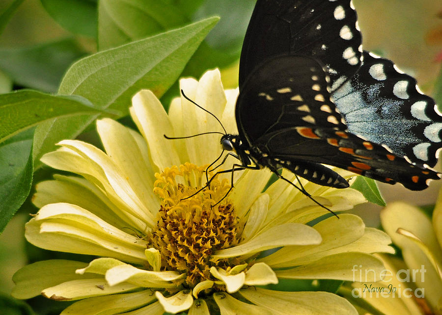 Butterfly Photograph - Playing Among The Zinnias by Nava Thompson