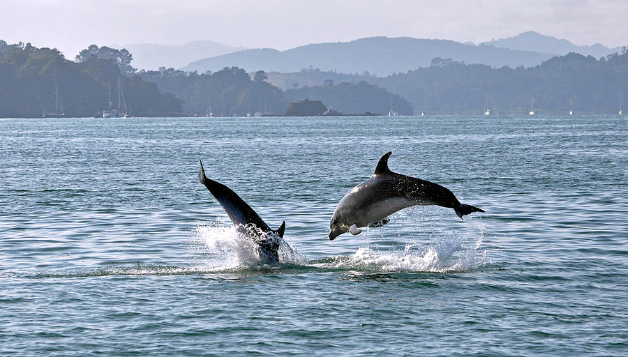 Playing Around In The Bay Of Islands Photograph by Steve Clancy Photography