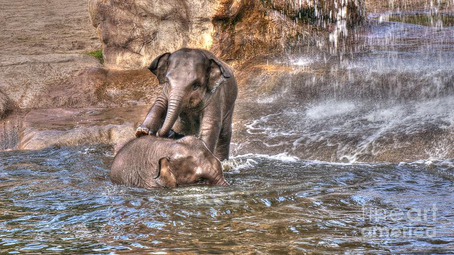 Слон купается. Слоненок купается. Слон в воде. Слон купается в воде. Слон плавает.