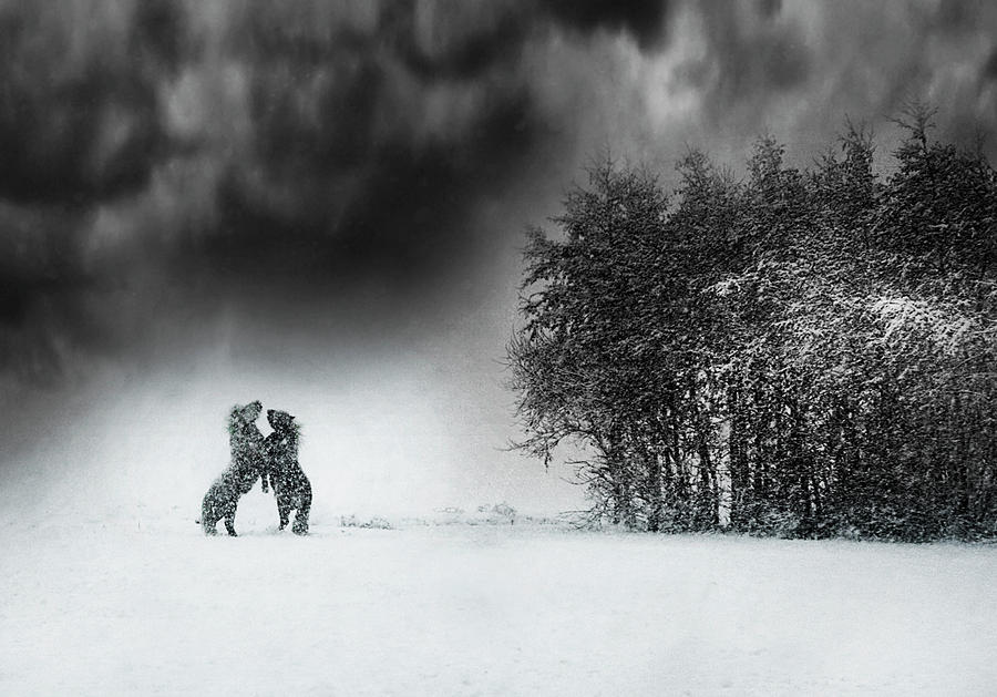 Winter Photograph - Playing by Bernadette Heemskerk