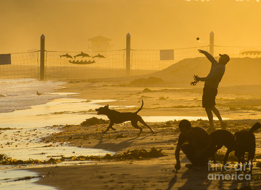 San Diego Photograph - Playing Fetch 5.2678 by Stephen Parker
