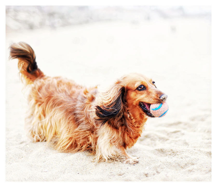 Dachshund Photograph - Playing Fetch with Sophie  by Johnny Ortez-Tibbels