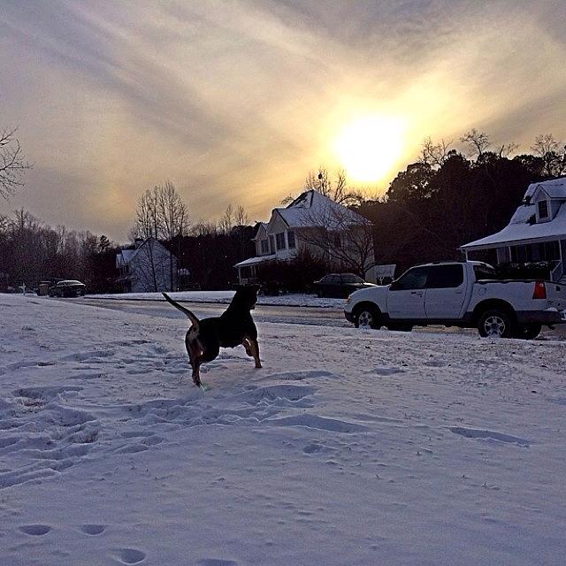 Playing In The #atlsnow With Dixie Photograph by Johnny Kucera