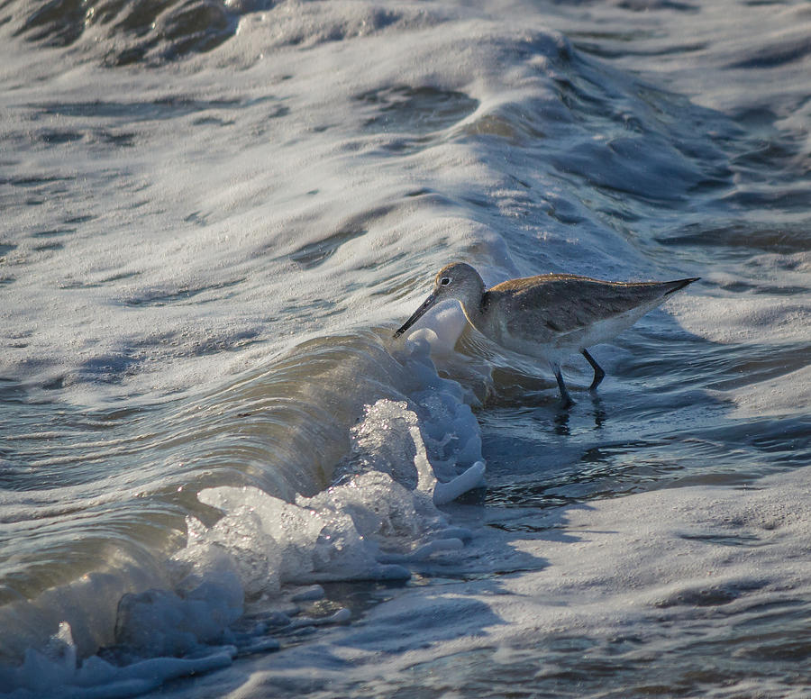 Playing in the waves Photograph by Jane Luxton