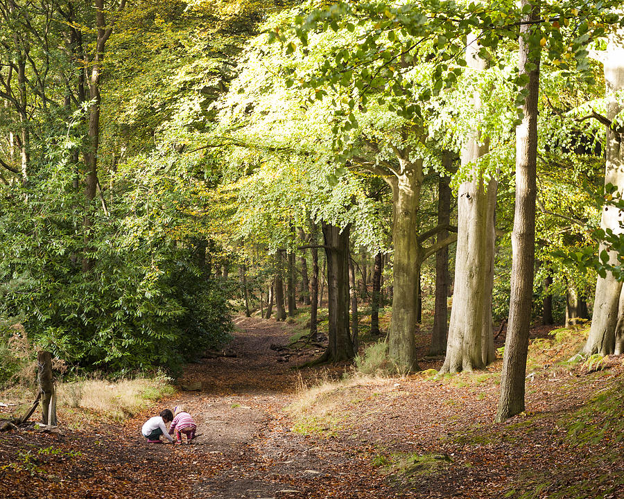 Playing in the woods by David Isaacson Playing in the woods by David Isaacson