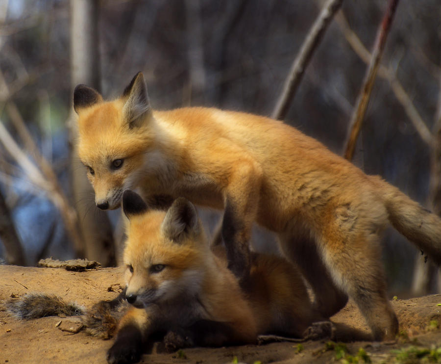 Playing Kit Foxes Photograph by Thomas Young