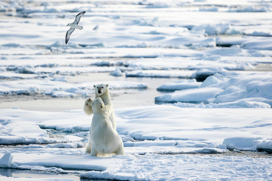 Winter Photograph - Playing On The Pack Ice, Ursus by Raffi Maghdessian